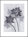 Grey Blue Geranium Limited Edition Print - 30cm x 40cm