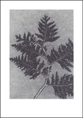 Smoke Grey Thuja Limited Edition Print - 70cm x 100cm