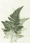Green Fern Print A5 Postcard